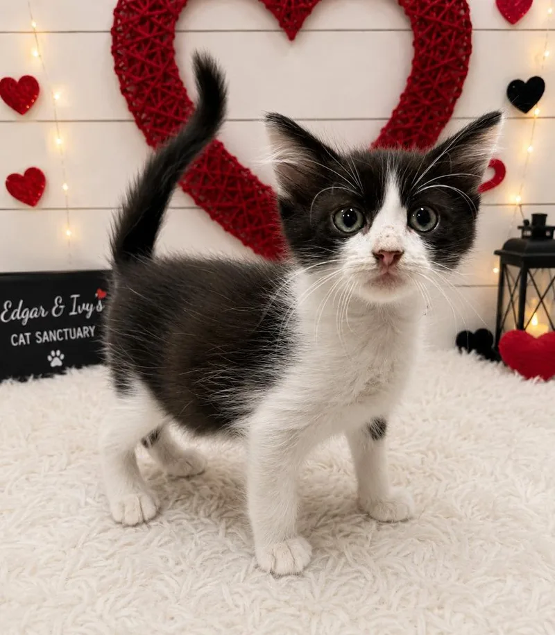 A baby small-sized male Domestic Short Hair cat named Butterscotch for adoption in Corpus Christi, TX