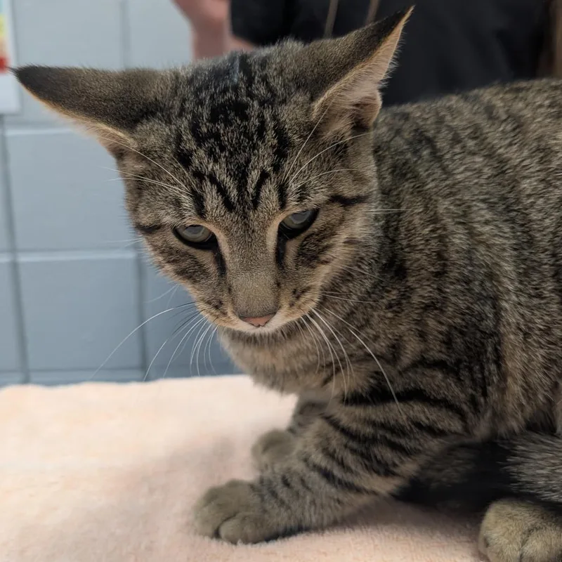 Ding Dong thumbnail 4