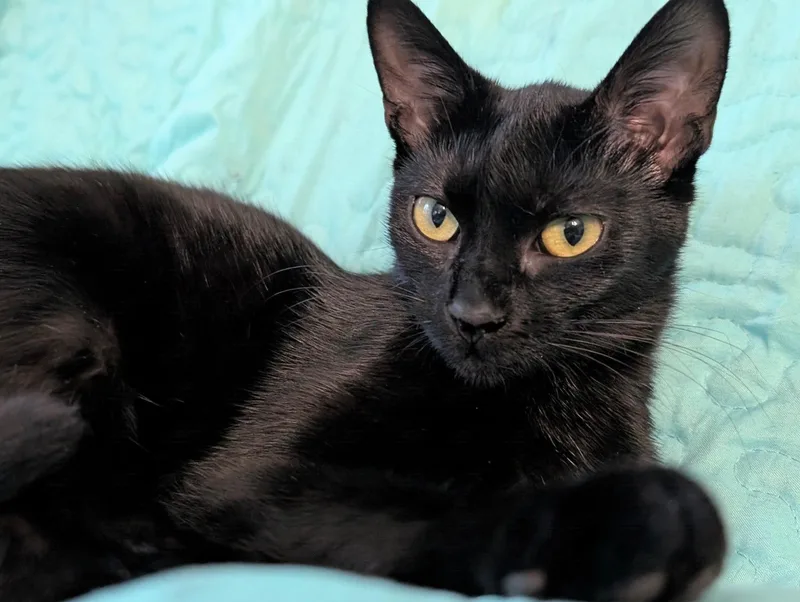 A young small-sized female Black Domestic Short Hair cat named Wren for adoption in Johnsburg, IL