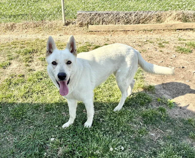 An adult large-sized female White / Cream Shepherd dog named Jill for adoption in Senatobia, MS