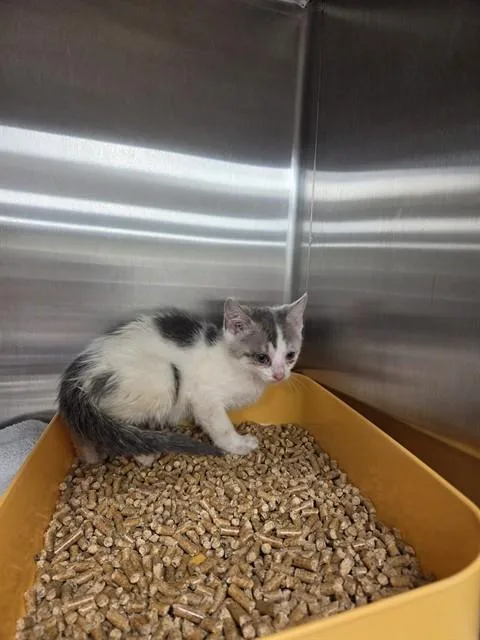 A baby small-sized female Domestic Short Hair cat named Katniss for adoption in Huntsville, AL