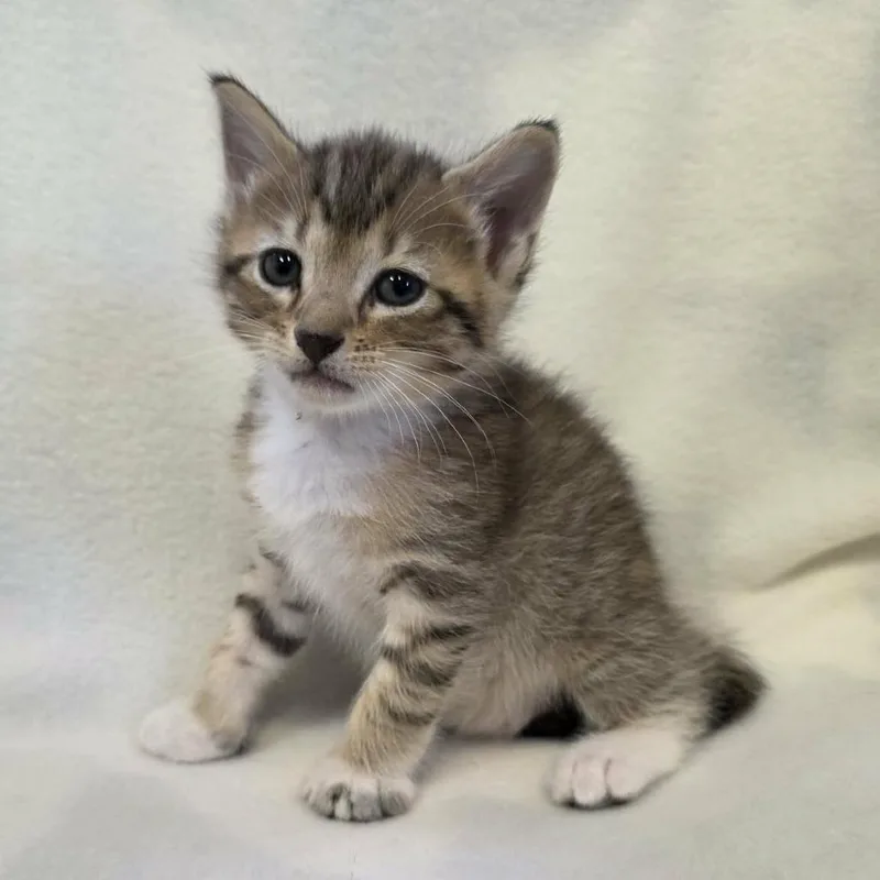 A baby small-sized female Brown / Chocolate Domestic Short Hair cat named Blossom for adoption in Hamilton, GA