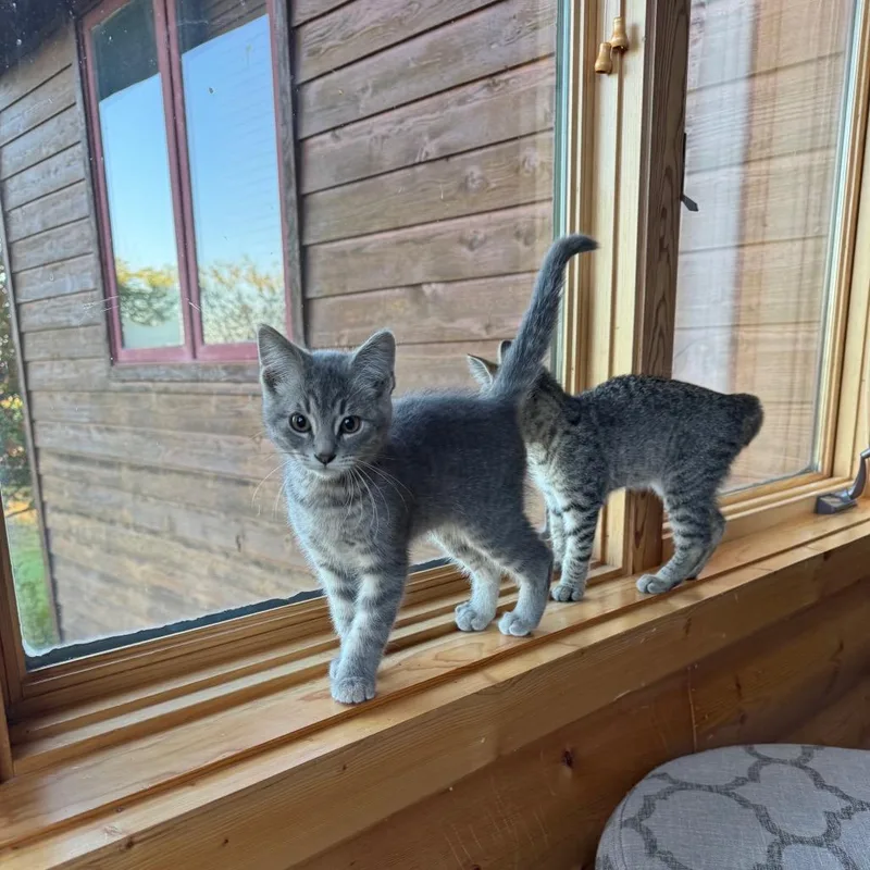 A baby small-sized male Gray / Blue / Silver Domestic Short Hair cat named Wyvern for adoption in Buffalo, MN