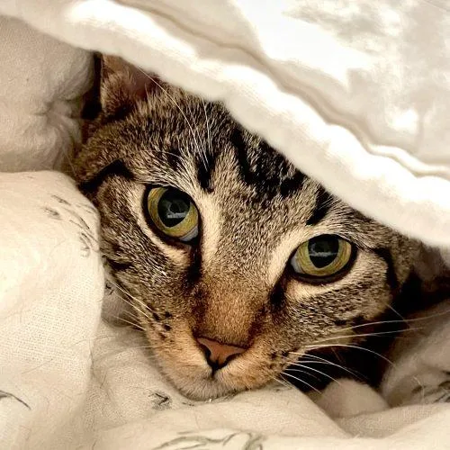A young medium-sized male Tabby (Gray / Blue / Silver) Tabby cat named Winslow for adoption in Edmond, OK