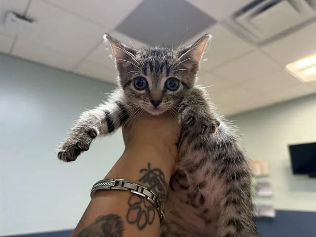 A baby small-sized female Domestic Short Hair cat named Skittles for adoption in Miami, FL