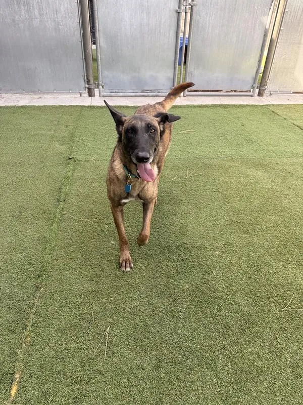 An adult medium-sized female Mixed Breed dog named Flower for adoption in Truckee, CA