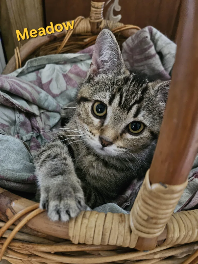 A baby medium-sized female Tabby (Buff / Tan / Fawn) Tabby cat named Meadow for adoption in Richmond, VA