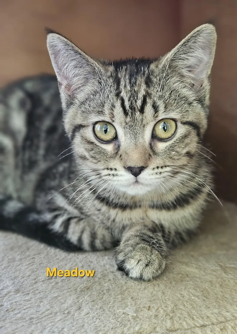 Meadow thumbnail 3