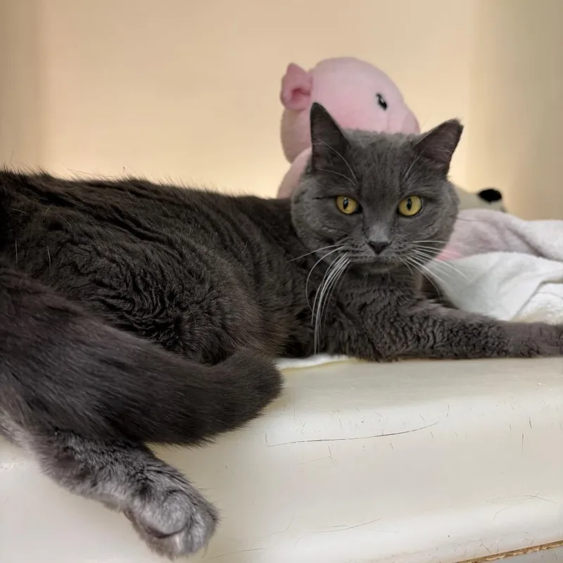 An adult medium-sized female Gray / Blue / Silver Domestic Short Hair cat named Beverly for adoption in Harrisonburg, VA