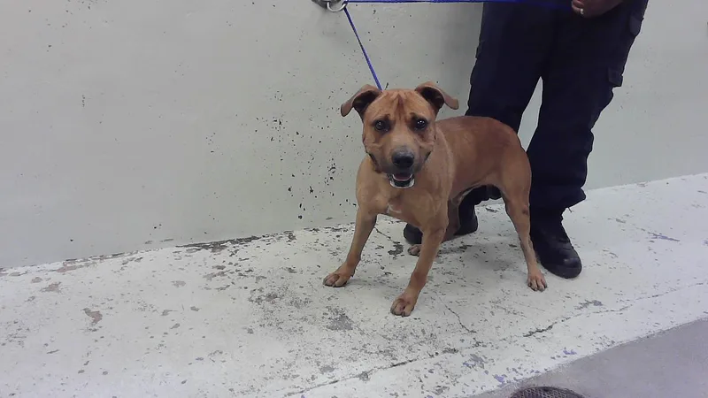 An adult medium-sized male Staffordshire Bull Terrier dog named Nathan for adoption in Houston, TX