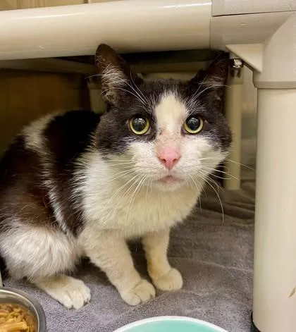 An adult large-sized male Domestic Short Hair cat named Sergeant Salami for adoption in Westland, MI