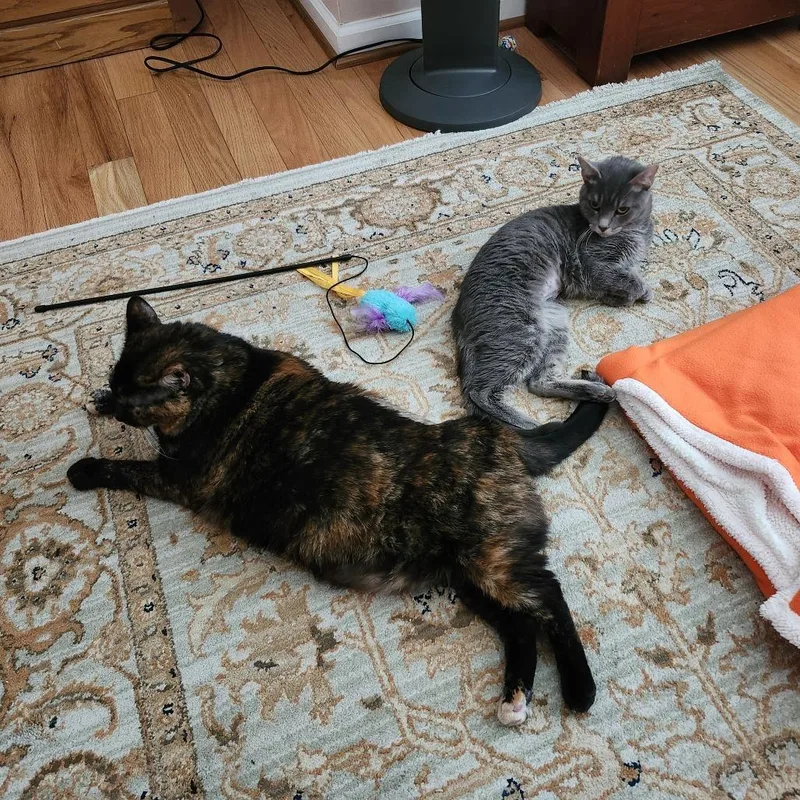 An adult extra large-sized female Tortoiseshell Domestic Short Hair cat named Katty B for adoption in Baltimore, MD