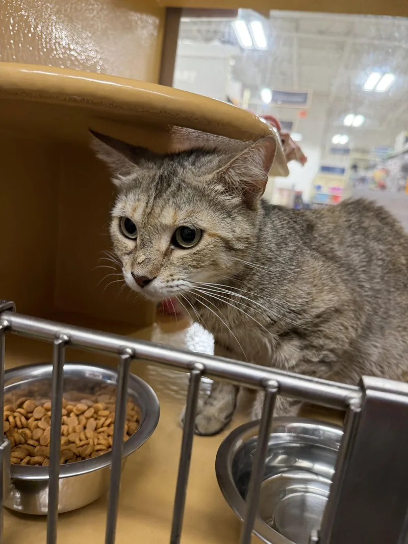 A young medium-sized female Domestic Short Hair cat named Fiona for adoption in Pompano Beach, FL