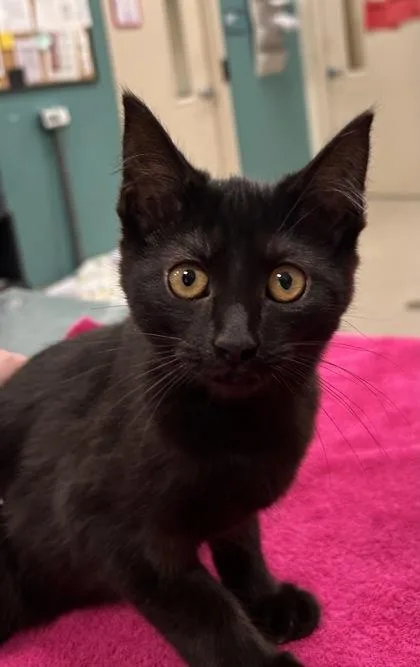 A baby small-sized female Domestic Short Hair cat named Confetti for adoption in Fishers, IN