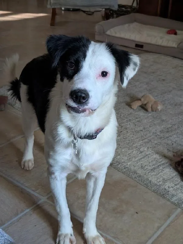 A young medium-sized female Border Collie dog named Demi for adoption in Aurora, IL