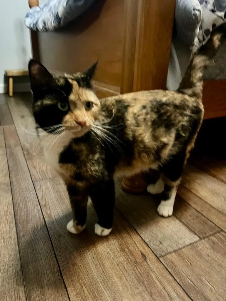 A young medium-sized female Domestic Short Hair cat named Molly for adoption in Johnson City, TN