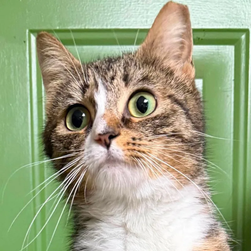 A young small-sized female Domestic Short Hair cat named Chickpea for adoption in Washington, DC