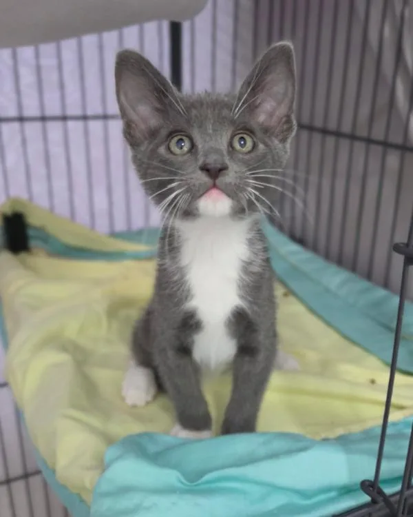 A baby small-sized male Domestic Short Hair cat named Miro for adoption in Novato, CA