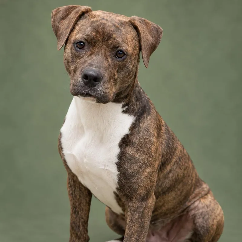 An adult medium-sized female Brindle Terrier dog named Muriel for adoption in Cranston, RI