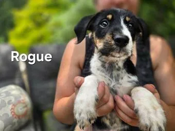 A baby small-sized female Tricolor (Brown, Black, & White) Cattle Dog dog named Psylocke for adoption in New York, NY