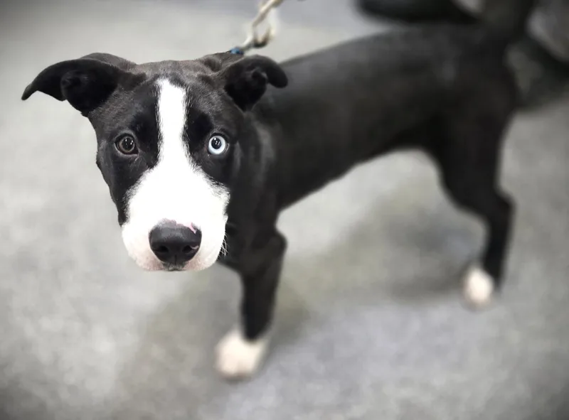 A baby small-sized female Pit Bull Terrier dog named Mandie for adoption in Los Angeles, CA