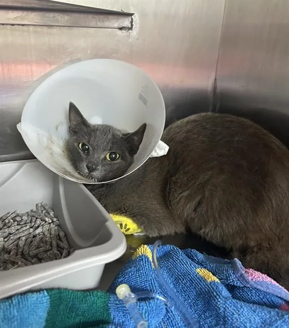 A young small-sized female Domestic Short Hair cat named Valor for adoption in Conroe, TX