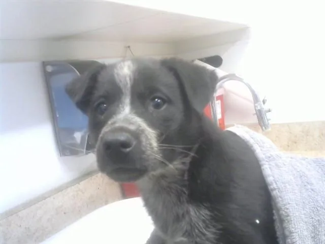 Izzi
