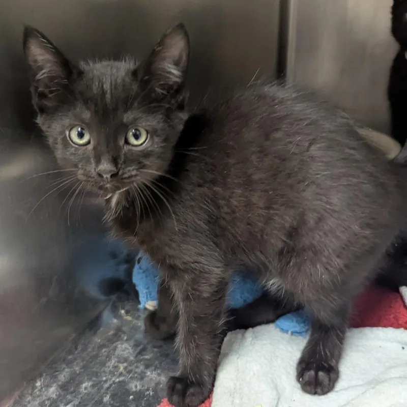 A baby small-sized female Black Domestic Short Hair cat named Violet for adoption in Evansville, IN