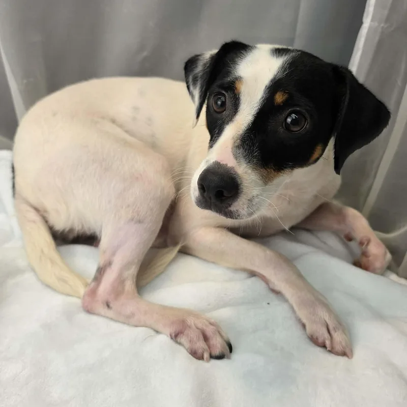 A young small-sized female Tricolor (Brown, Black, & White) Rat Terrier dog named Destiny for adoption in Foley, AL