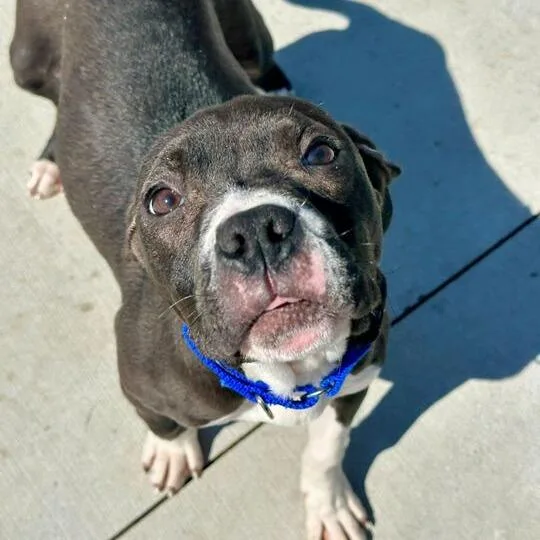 A young small-sized female Black Pit Bull Terrier dog named Iguana for adoption in Matteson, IL