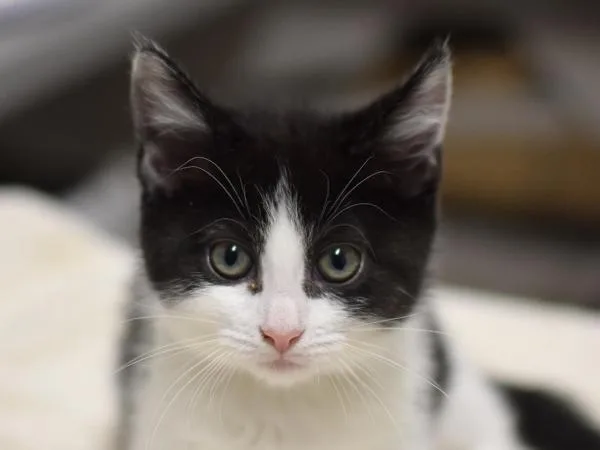 A baby small-sized female Domestic Short Hair cat named Vicky for adoption in Portland, OR