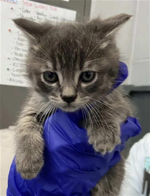 A baby medium-sized female Domestic Short Hair cat named Padme for adoption in Dallas, TX