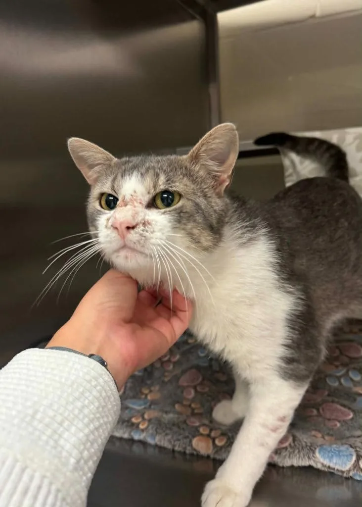 A young small-sized male Domestic Short Hair cat named Jasper for adoption in Grand Forks, ND