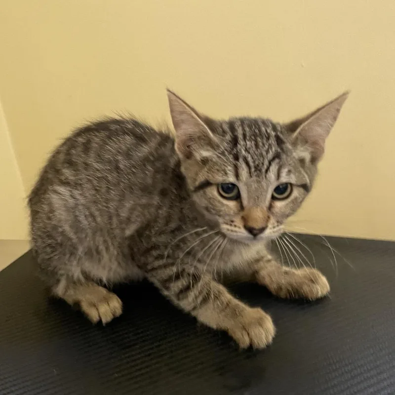 A baby small-sized female Brown / Chocolate Domestic Short Hair cat named Tzatziki for adoption in Pasadena, CA