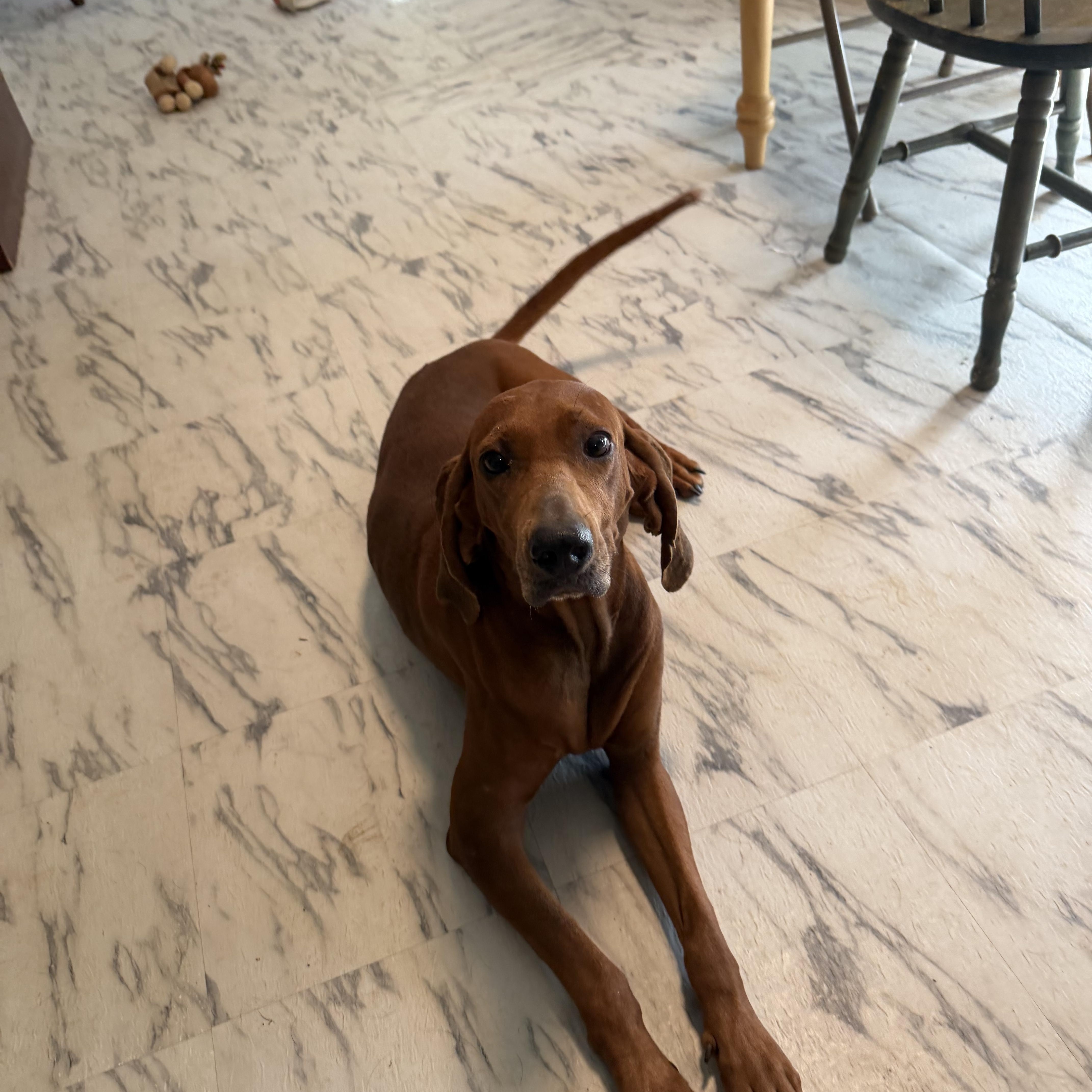 An adult medium-sized female Red / Chestnut / Orange Hound dog named Copper for adoption in Ruston, LA