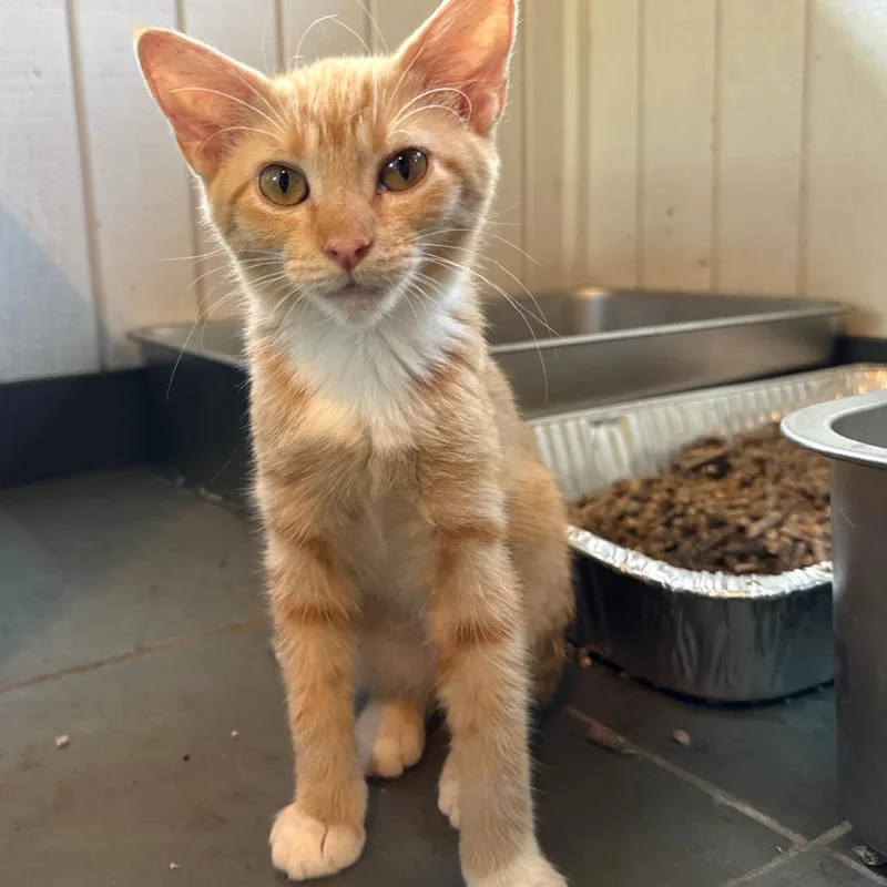 A baby small-sized female Orange / Red Domestic Short Hair cat named Marmalade for adoption in Granby, MO
