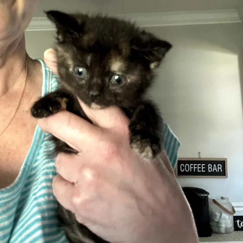 A baby small-sized female Tortoiseshell Domestic Short Hair cat named Friselle for adoption in Huntsville, AL