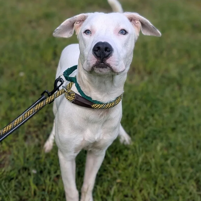 An adult medium-sized male White / Cream Mixed Breed dog named Dalton for adoption in Greensboro, NC