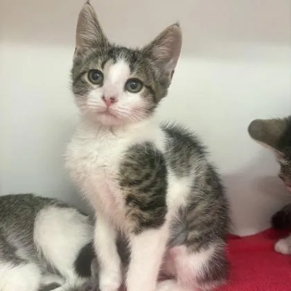 A baby small-sized female Domestic Short Hair cat named Effie for adoption in Voorhees, NJ