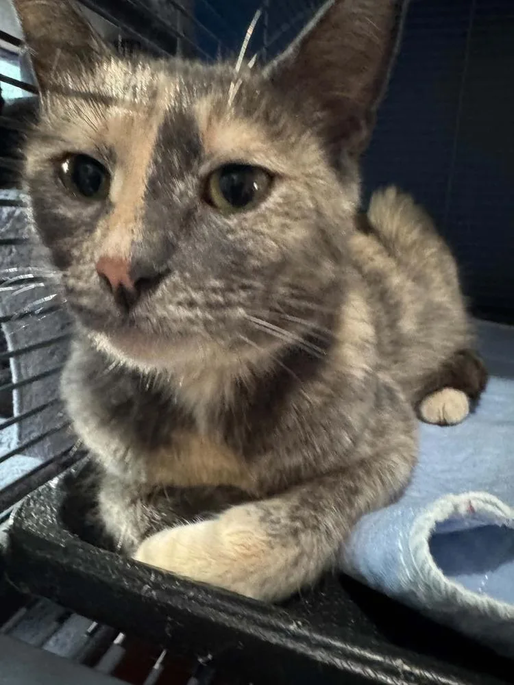 An adult medium-sized female Domestic Short Hair cat named Cirilla for adoption in Clinton Township, MI