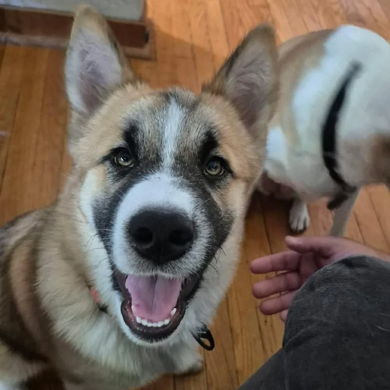 A baby medium-sized male Brown / Chocolate Akita dog named Kilo for adoption in Alma, WI