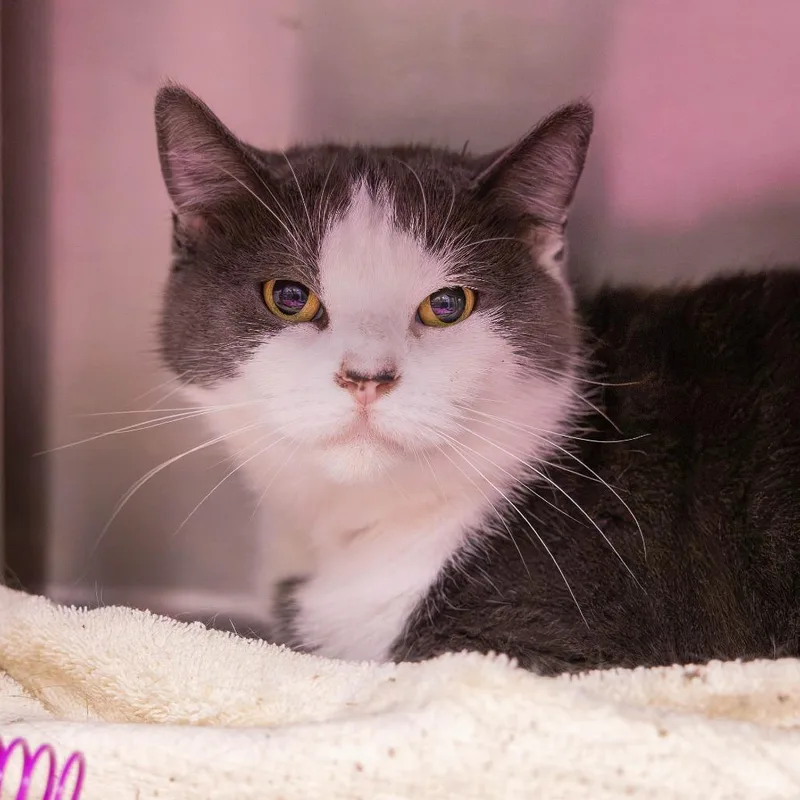 An adult large-sized female Gray / Blue / Silver Domestic Short Hair cat named Hot Pocket for adoption in Mentor, OH
