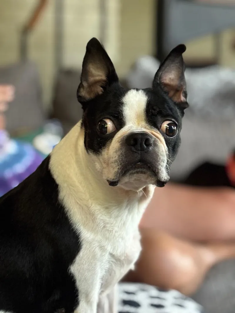 Oreo in IA thumbnail 4