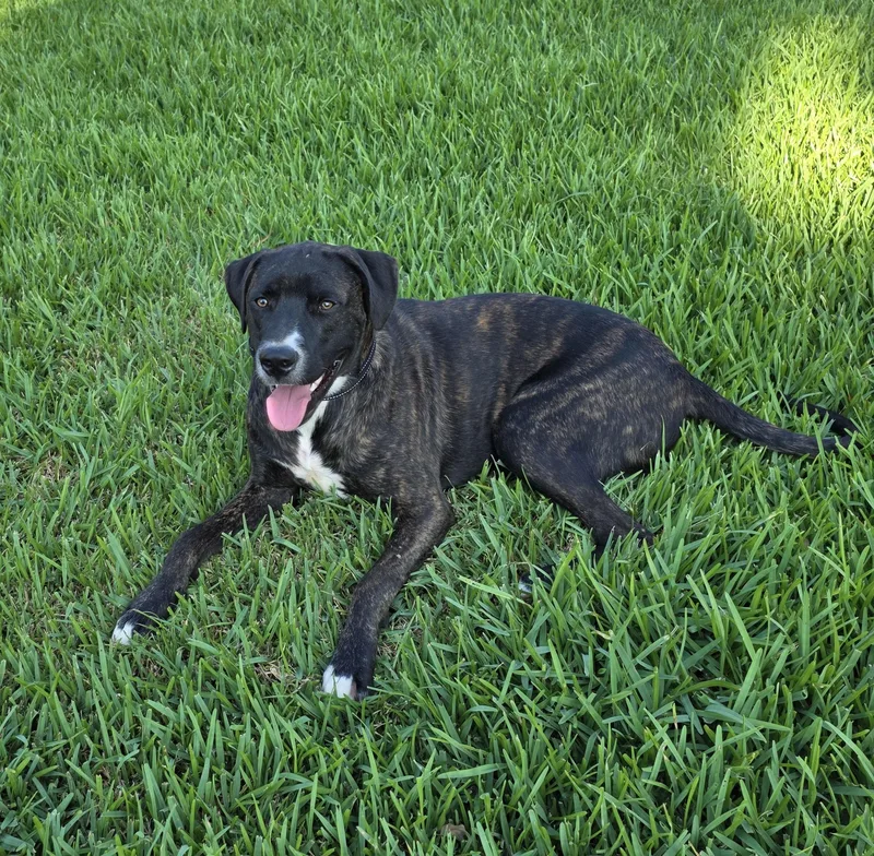 A young medium-sized male Plott Hound dog named Dasher for adoption in Livingston, TX
