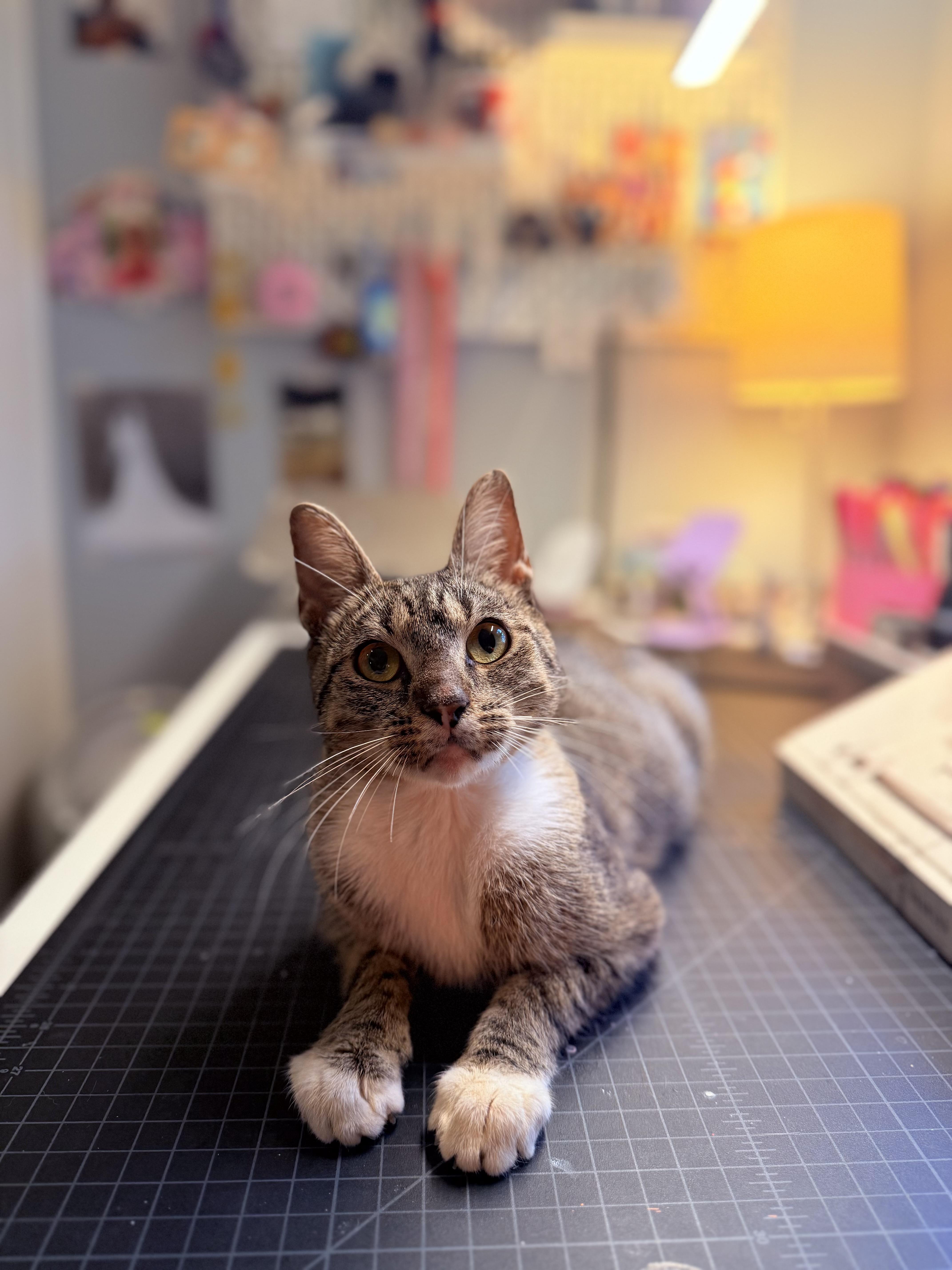 A young medium-sized female Tabby (Buff / Tan / Fawn) Domestic Short Hair cat named Pearl for adoption in Greensboro, NC
