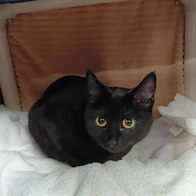 A young medium-sized female Domestic Short Hair cat named Raven for adoption in Huntsville, AL