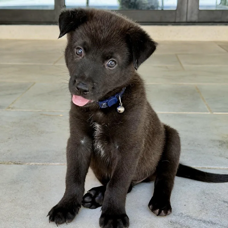 A baby medium-sized male Border Collie dog named Clutch for adoption in Helena, AL