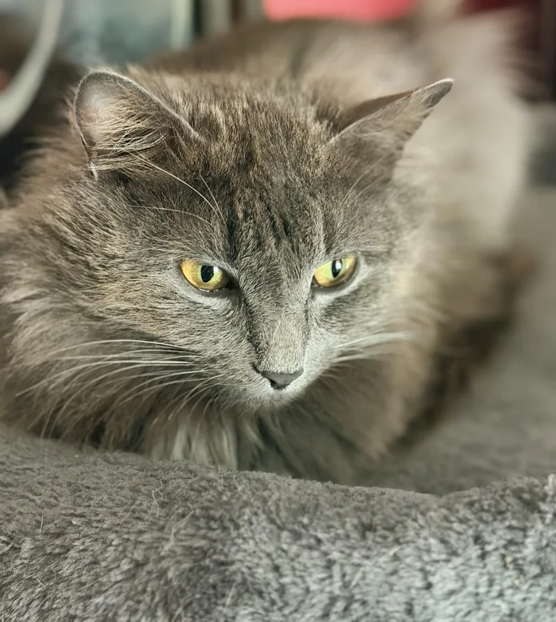 Sheba