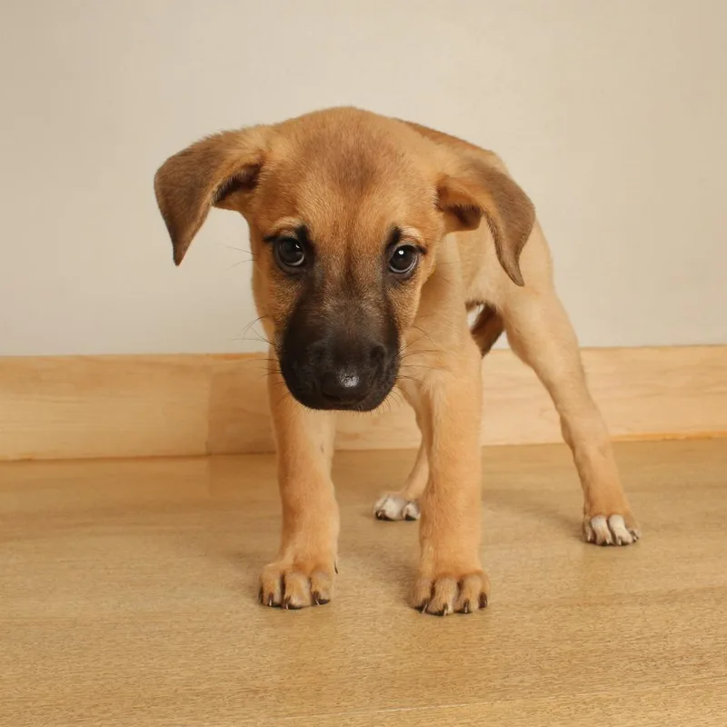 A baby medium-sized female Labrador Retriever dog named Aimee D for adoption in Minnetonka, MN
