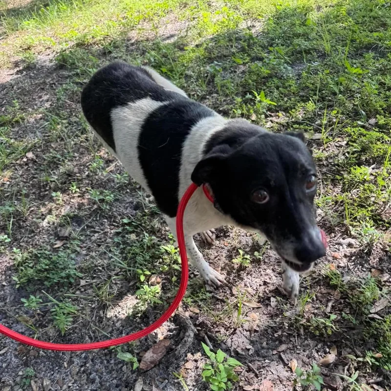 An adult medium-sized female White / Cream Terrier dog named Genevieve for adoption in Seminole, FL